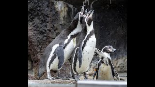 Milwaukee County Zoo has penguins fill in on Groundhog Day Did they see their shadow [upl. by Iz]