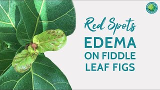 Red Spots Edema in Fiddle Leaf Fig Plants  Fiddle Leaf Fig Plant Resource Center [upl. by Humberto973]