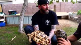 Turtles Tortoises and Chuckwallas oh my Kamp Kenan S1 Episode 22 [upl. by Hauser]