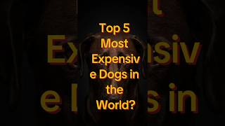 🔝Top 5 most expensive💰 dog in the world 🐕 shorts viral youtubeshorts dogs [upl. by Gensler397]