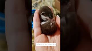 This couple rescued a baby stoat lying helpless on the road and adopted it kittiwake shorts [upl. by Imled]