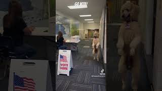 Pappy Voted puppy funny vote election election2024 mydogisthebest dog [upl. by Kenon]