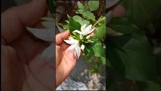 rose flower growing video satisfying music song pop GNP [upl. by Scibert]