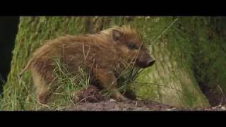 Landal GreenParks I WILD I Bonte families op de Veluwe [upl. by Rotceh]