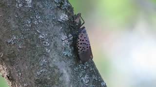 Spotted Lanternfly Walks Up a Tree [upl. by Ozneral]