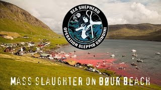 Mass Slaughter Of Pilot Whales In The Faroe Islands WARNING GRAPHIC [upl. by Christian]