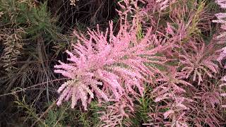 Tamarix blooming Tamarisk [upl. by Lyn975]