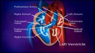 British Heart Foundation  How does a healthy heart work [upl. by Hamburger906]