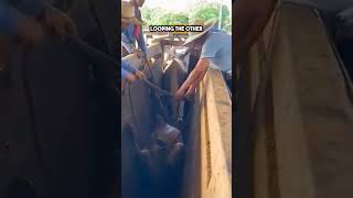 200 IQ Technique to Rescue a Cow shorts [upl. by Robison]