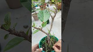 Mastering Desi Ficus Bonsai 🌳 Tips for Perfect Growth shorts ficus bonsai review [upl. by Hermy]