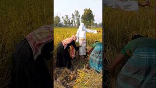 What happened while harvesting rice [upl. by Selinda683]