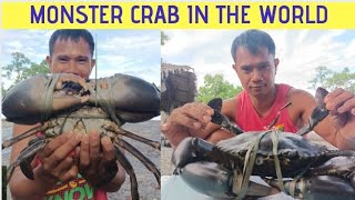 PINAKAMALAKING ALIMANGO sa Buong Mundo BIGGEST MUD CRAB IN THE WORLD [upl. by Yrmac]