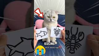 Di suruh Babu kucing pilih kanan atau kiri🤔❗ [upl. by Decca]