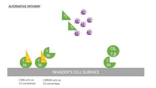 Complement System Pathway [upl. by Greenlee]