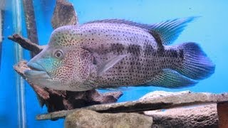 Wolf Cichlid Update Video  Parachromis Dovii [upl. by Loraine437]