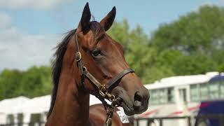 KARAKA 2024  LOT 349  CIRCUS MAXIMUS x RISQUE BUSINESS BAY FILLY 150000 [upl. by Margarethe]