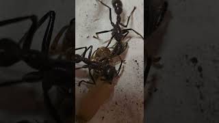 New Worker  Paraponera clavata  Antbaron [upl. by Ayek]