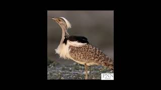 Houbara Bustard Bird Eggs – Protecting an Endangered Species  Conservation Efforts birds [upl. by Ellenoj]