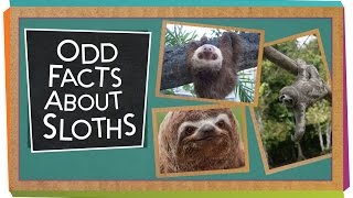 Odd Facts About Sloths [upl. by Raimund289]