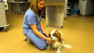 Cavalier King Charles with syringomyelia [upl. by Ramedlaw977]