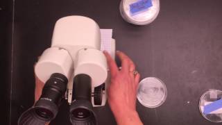 Airborne Particulates Lab with Petri Dishes [upl. by Konstantine952]