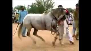 Azaad Kashmir mela Dadyal horse mela Pakistan horse dancing October 2013 champion [upl. by Simetra]