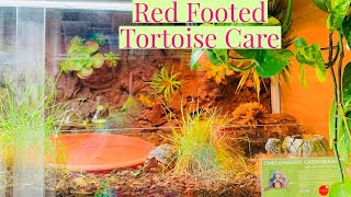 Red Footed Tortoise Care Guide [upl. by Neila143]