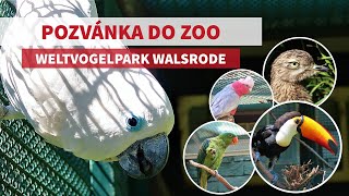 Pozvánka do Zoo Walsrode Weltvogelpark Walsrode [upl. by Selden]