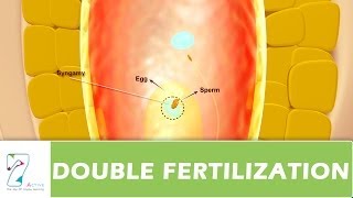 DOUBLE FERTILIZATION [upl. by Gnouh]