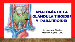 🥇 ANATOMÍA DE LA GLÁNDULA TIROIDES Y PARATIROIDES Fácil Rápida y Sencilla [upl. by Uyekawa94]