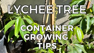 Lychee Tree growing in Containers  Tips and Tricks I use [upl. by Attebasile688]