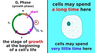 The Cell Cycle and its Regulation [upl. by Aynuat]