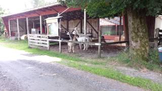 Alpacas screaming [upl. by Marna]