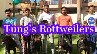 Punjab  Tung’s Rottweilers  Rottweilers Dog Breed  All About Rottweilers  Scoobers [upl. by Aya]