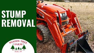 How Do Christmas Tree Farms Remove Stumps 242 [upl. by Vina]