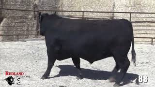 Redland Angus Lot 88 [upl. by Ihcalam]