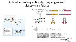 Antiinflammatory antibody using engineered glycosyltransferases Code 686 [upl. by Vonnie]