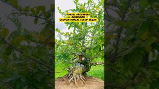 Bonsai grounding inspirasibonsai [upl. by Anirtruc]