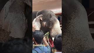 Awakening Sree Poornathrayeesa Kshetram  Sree Poornathrayeesa Kshetram Elephants Temples [upl. by Notsniw]