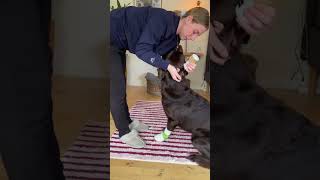 How to Clean Your Dog’s Ears at Home🐶 [upl. by Tabina]