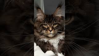 The Majestic Maine Coon Meet the Gentle Giant of Cats facts shorts shortsvideo [upl. by Ravel]