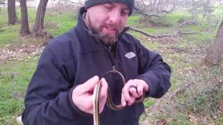 A whole bunch of Rattlesnakes found under an old camper roof [upl. by Aninaig]