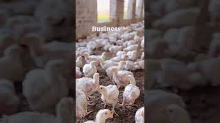 Poultry farm Business poultryfarming YUVAFARMINGke8qq IndianFarmer farming [upl. by Nodnrb431]