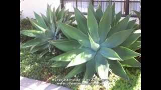 Agave attenuata  Fox Tail Agave [upl. by Ches]