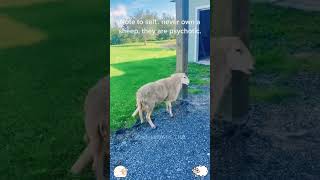 Happy sheep😂😂😂funny pets [upl. by Aaberg]