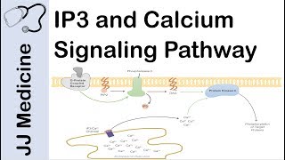 Phospholipase C  IP3 DAG Pathway  Gq protein pathway [upl. by Suolekcin350]