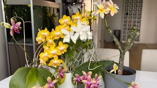 Some orchids in bloom [upl. by Eceela56]