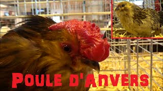 Poule Barbu dAnvers  Caille Doré  Salon de lAgriculture 2015  032015 [upl. by Ecile]