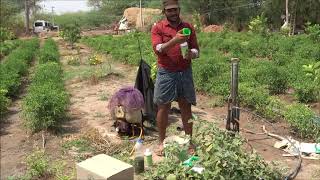 Application of Biofertilizers and Biopesticides through Drip Irrigation [upl. by Hanyaz]