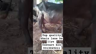 9313029211 bhesh vepari mp nashik up dhulia maharast mumbai gujrat buffalo bunnibuffalo [upl. by Namsaj]